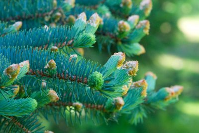 Picea pungens 'Glauca' - smrk pichlavý - jehlice